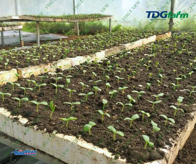 Hình ảnh công ty TDG Farm